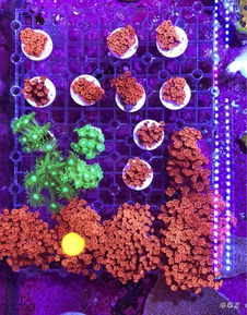 知涵繁星 精品珊瑚的纯真之美，一图一物，不施粉黛